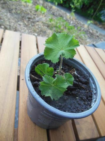 Vrouwenmantel - klein plantje beschikbaar voor biedingen