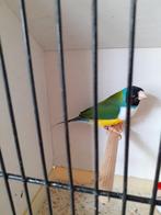 Gold Amandine, Dieren en Toebehoren, Vogels | Parkieten en Papegaaien
