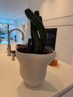 H&M Home grote keramieken vaas/planter lichtbeige + cactus, Ophalen, Steen, Gebruikt, Wit