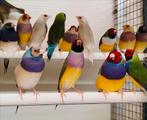 Gouldamadine / goulds verschillende kleuren, Meerdere dieren, Tropenvogel, Geringd