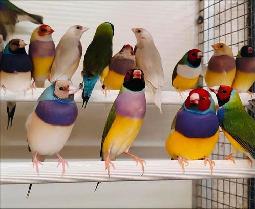 Gouldamadine / goulds verschillende kleuren, Dieren en Toebehoren, Vogels | Overige Vogels, Tropenvogel, Meerdere dieren, Geringd