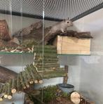 60x40x60 Gerbil terrarium met hamsterscaping, Animaux & Accessoires, Rongeurs & Lapins | Cages & Clapiers, 60 à 90 cm, Hamster