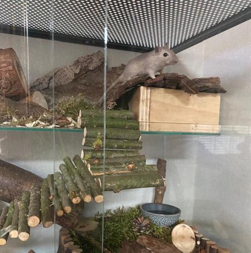 60x40x60 Gerbil terrarium met hamsterscaping, Animaux & Accessoires, Rongeurs & Lapins | Cages & Clapiers, Neuf, Niche, 60 à 90 cm