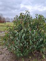 Portugese laurier 100-125 cm, Tuin en Terras, Planten | Struiken en Hagen, Ophalen, Laurier, Haag