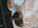Konijnen, Dieren en Toebehoren, Vrouwelijk, Klein, 0 tot 2 jaar
