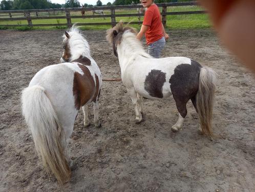 Minipaardjes, Dieren en Toebehoren, Pony's, Merrie, Niet van toepassing, A pony (tot 1.17m), 11 jaar of ouder, Met stamboom, Gechipt