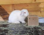 Heel lief jong minilop x nhd voedster, ingeënt, Vrouwelijk, Dwerg, Hangoor, 0 tot 2 jaar