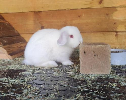 Heel lief jong minilop x nhd voedster, ingeënt, Dieren en Toebehoren, Konijnen, Dwerg, Vrouwelijk, 0 tot 2 jaar, Hangoor