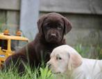 Labrador, België, CDV (hondenziekte), 8 tot 15 weken, Teef