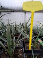 yucca faxonia, Tuin en Terras, Planten | Tuinplanten, Zomer, Ophalen