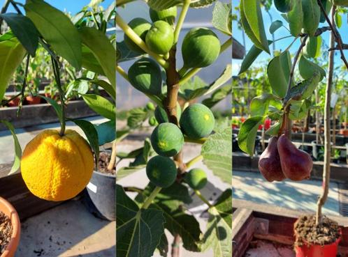 Recherche: fruitiers à donner, Tuin en Terras, Planten | Fruitbomen, Appelboom, Ophalen