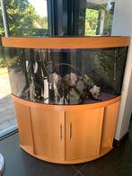 Juwel trigon 350 liter, Dieren en Toebehoren, Ophalen, Zo goed als nieuw, Gevuld zoetwateraquarium