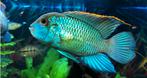 Jonge electric blue acara, eaquidens pulcher electric Blue, Dieren en Toebehoren