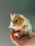 Cavia zeugje gladhaar, Dieren en Toebehoren, Cavia, Augustus, Vrouwelijk, Tam