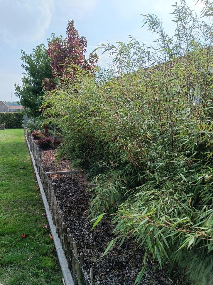 Fargesia Asian Wonder, Tuin en Terras, Planten | Tuinplanten, Halfschaduw, Winter, Ophalen