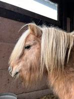 Lieve Shetlander zoekt plekje, Dieren en Toebehoren