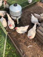 Poule de bresse hanen, Dieren en Toebehoren, Pluimvee, Mannelijk, Kip