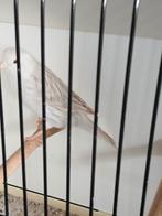 Satinet wit koppels  2025, Dieren en Toebehoren, Vogels | Kanaries