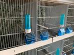 Cage d élevage oiseaux, Animaux & Accessoires, Oiseaux | Cages & Volières, Enlèvement, Comme neuf