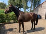 Springpaard te koop, Springpaard, Gechipt, Ruin, 3 tot 6 jaar