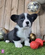 Welsh Corgi Cardigan pups / Corgi pup, Dieren en Toebehoren, België, Overige rassen, CDV (hondenziekte), 8 tot 15 weken