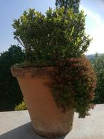 Plantenpot met buxus, Jardin & Terrasse, Plantes | Arbustes & Haies, Enlèvement ou Envoi