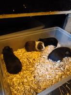 Cavia zeugjes, Dieren en Toebehoren, Oktober, Cavia