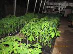 Tomatenplanten 12 soorten(nog slechts 4 soorten beschikbaar), Annuelle, Plein soleil, Enlèvement, Plantes potagères
