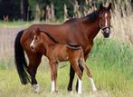 Uniek merrieveulen, Dieren en Toebehoren, Paarden, Merrie, Springpaard, 0 tot 2 jaar, Onbeleerd