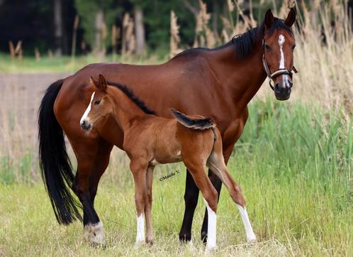 Uniek merrieveulen, Dieren en Toebehoren, Paarden, Merrie, Onbeleerd, 0 tot 2 jaar, Springpaard, Met stamboom, Gechipt, Ontwormd