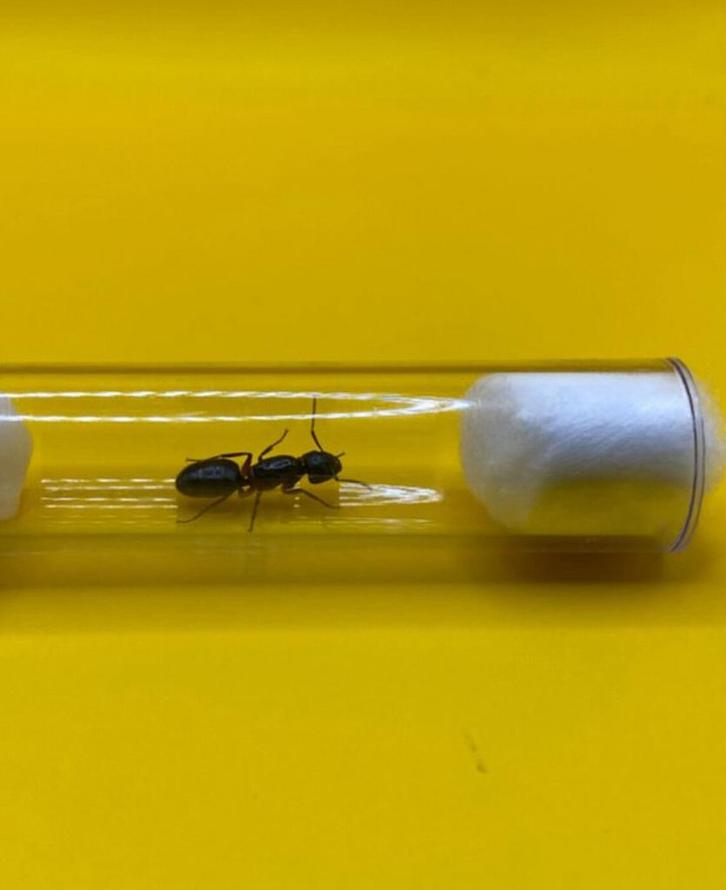 Camponotus Herculeanus koningin met broed, Dieren en Toebehoren, Insecten en Spinnen, Mieren