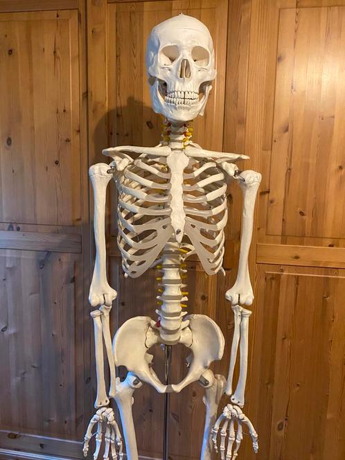 Anatomisch skelet, Diversen, Schoolbenodigdheden, Zo goed als nieuw, Ophalen