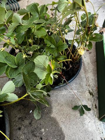  Gratis af te halen: Aardbeienplanten – 3001 Heverlee  beschikbaar voor biedingen