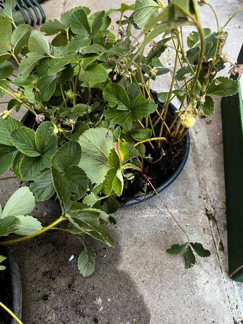 Gratis af te halen: Aardbeienplanten – 3001 Heverlee, Tuin en Terras, Planten | Fruitbomen, Minder dan 100 cm, Ophalen of Verzenden