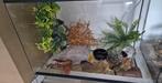 Terrarium, Ophalen, Zo goed als nieuw, Terrarium of Paludarium