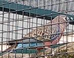 Bourke wildkleur man, Dieren en Toebehoren, Mannelijk, Parkiet