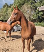 Prachtige zachtaardige bijna 4 jarige vos ruin, Dieren en Toebehoren, Paarden, Minder dan 160 cm, Met stamboom, Ruin, 3 tot 6 jaar