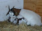 3 geiten en 2 lammetjes, Dieren en Toebehoren, Januari, Meerdere dieren