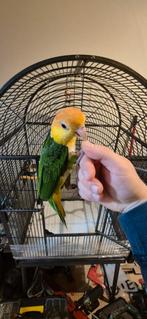 Handtam Rustkop caique, Dieren en Toebehoren, Vogels | Parkieten en Papegaaien, Geringd