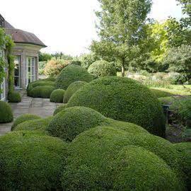 Buxus wolken zelf maken ? Advies van kweker , 34 j ervaring, Tuin en Terras, Planten | Tuinplanten, Ophalen