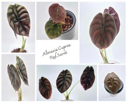 Alocasia Cuprea 'Red Secret', Huis en Inrichting, Kamerplanten, Ophalen of Verzenden