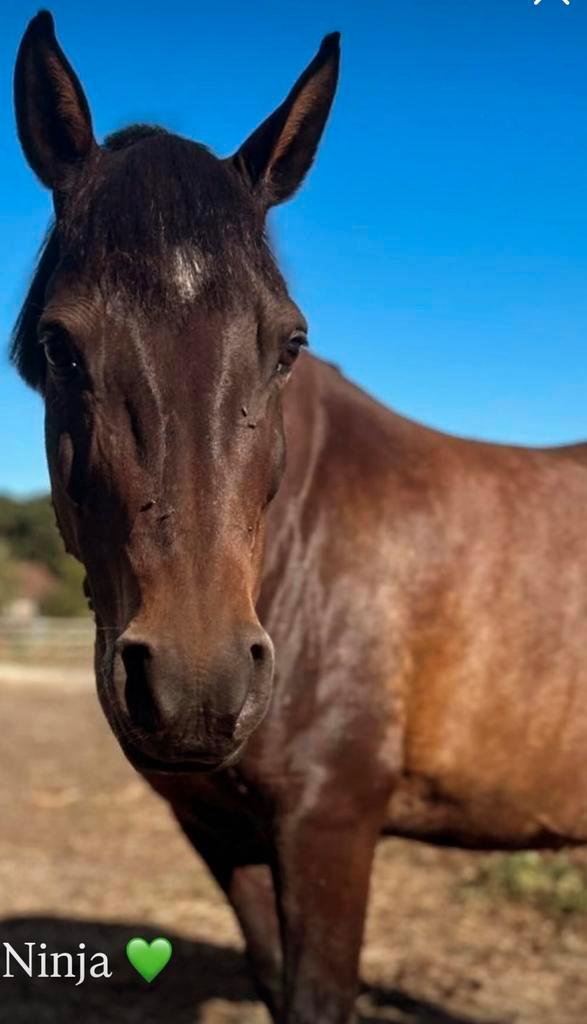 Lieve betrouwbare kinderpony - merrie 12 j, Dieren en Toebehoren, Paarden, Merrie, B