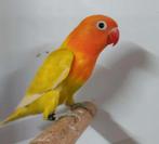 Fischerie MAN (DNA attest) - 1/2 - laatste stuk beschikbaar!, Dieren en Toebehoren, Vogels | Parkieten en Papegaaien, Mannelijk