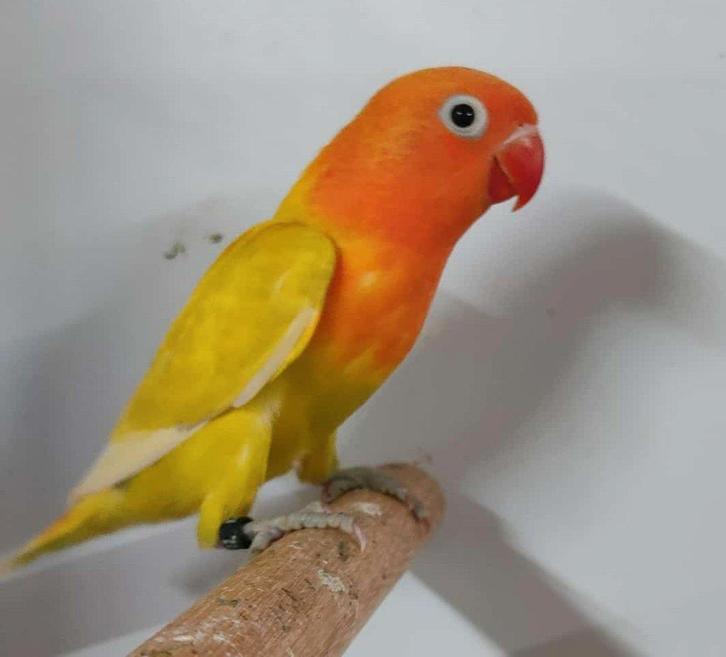 Fischerie MAN (DNA attest) - 1/2 - laatste stuk beschikbaar!, Dieren en Toebehoren, Vogels | Parkieten en Papegaaien, Dwergpapegaai of Agapornis