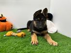 Duitse Herder pups, Dieren en Toebehoren, Honden | Herdershonden en Veedrijvers, België, 8 tot 15 weken, CDV (hondenziekte), Meerdere