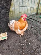 Cochin kriel haan 14 maand, Dieren en Toebehoren, Pluimvee, Mannelijk, Kip