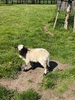 Super mooi ooi lammetje, Dieren en Toebehoren, Schaap