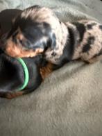 Dapple dwergteckel pup, Dieren en Toebehoren, Honden | Teckels en Dashonden, België, CDV (hondenziekte), 8 tot 15 weken, Korthaar