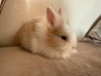 Jonge dwergkonijntjes (leeuwekop), Dieren en Toebehoren, Konijnen, Meerdere dieren, Dwerg, 0 tot 2 jaar