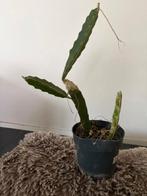 DRAGON FRUIT, Maison & Meubles, Plantes d'intérieur, Autres espèces, En pot, Plante à fleurs, Enlèvement